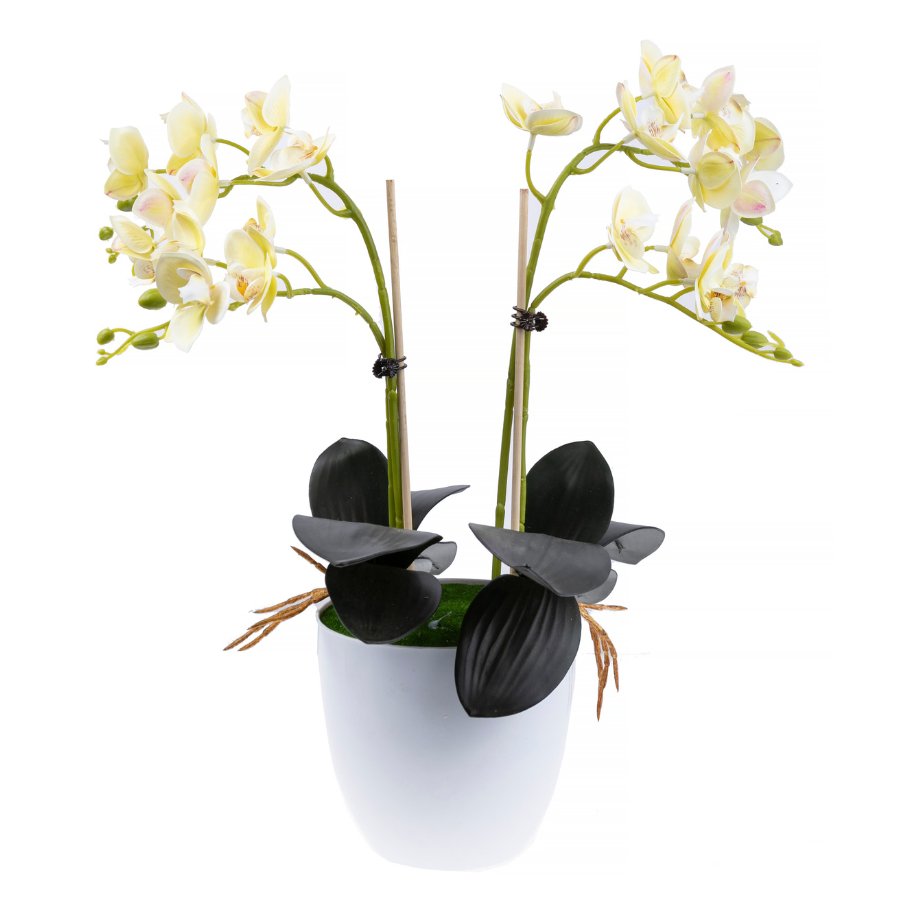 Forever Flowerz orchid collection makes 2 front pale yellow white