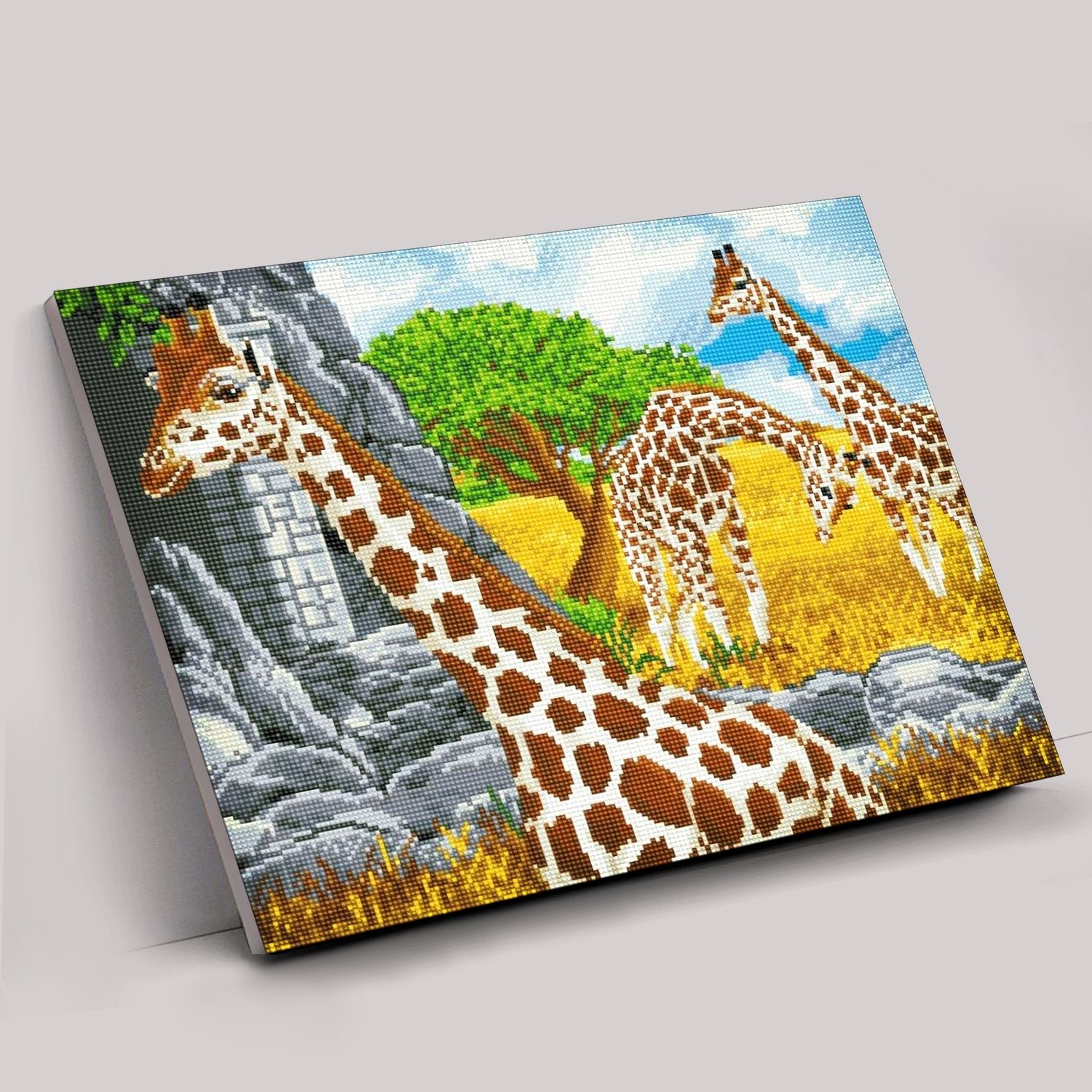 Grazing Giraffes