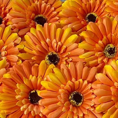 Forever Flowerz Gorgeous Gerberas Refill Packs - approx 15 flowers