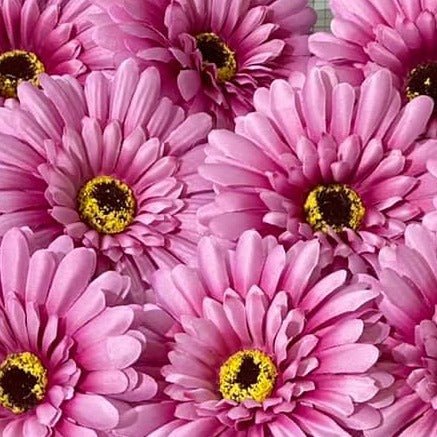 Forever Flowerz Gorgeous Gerberas Refill Packs - approx 15 flowers