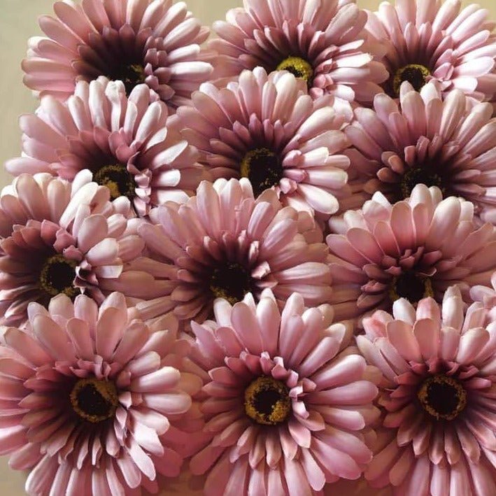 Forever Flowerz Gorgeous Gerberas Refill Packs - approx 15 flowers